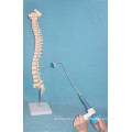 Esqueleto de la vertebra de la columna vertebral de la venta caliente con el recipiente para la práctica médica